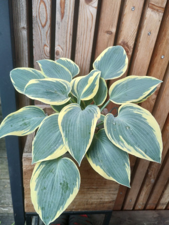 Hosta ´FIRST FROST´